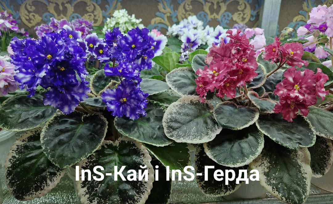 category-image