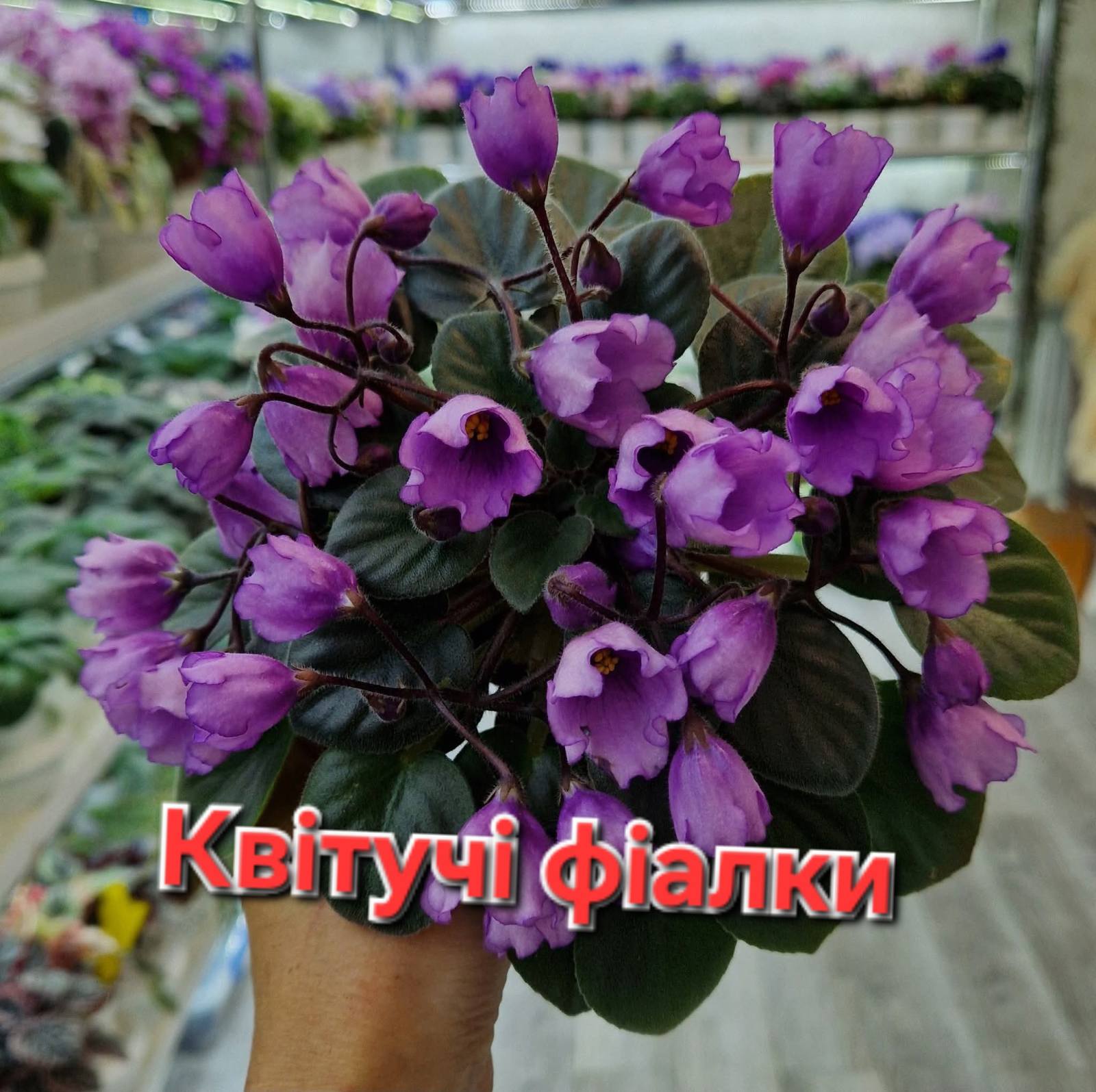 category-image