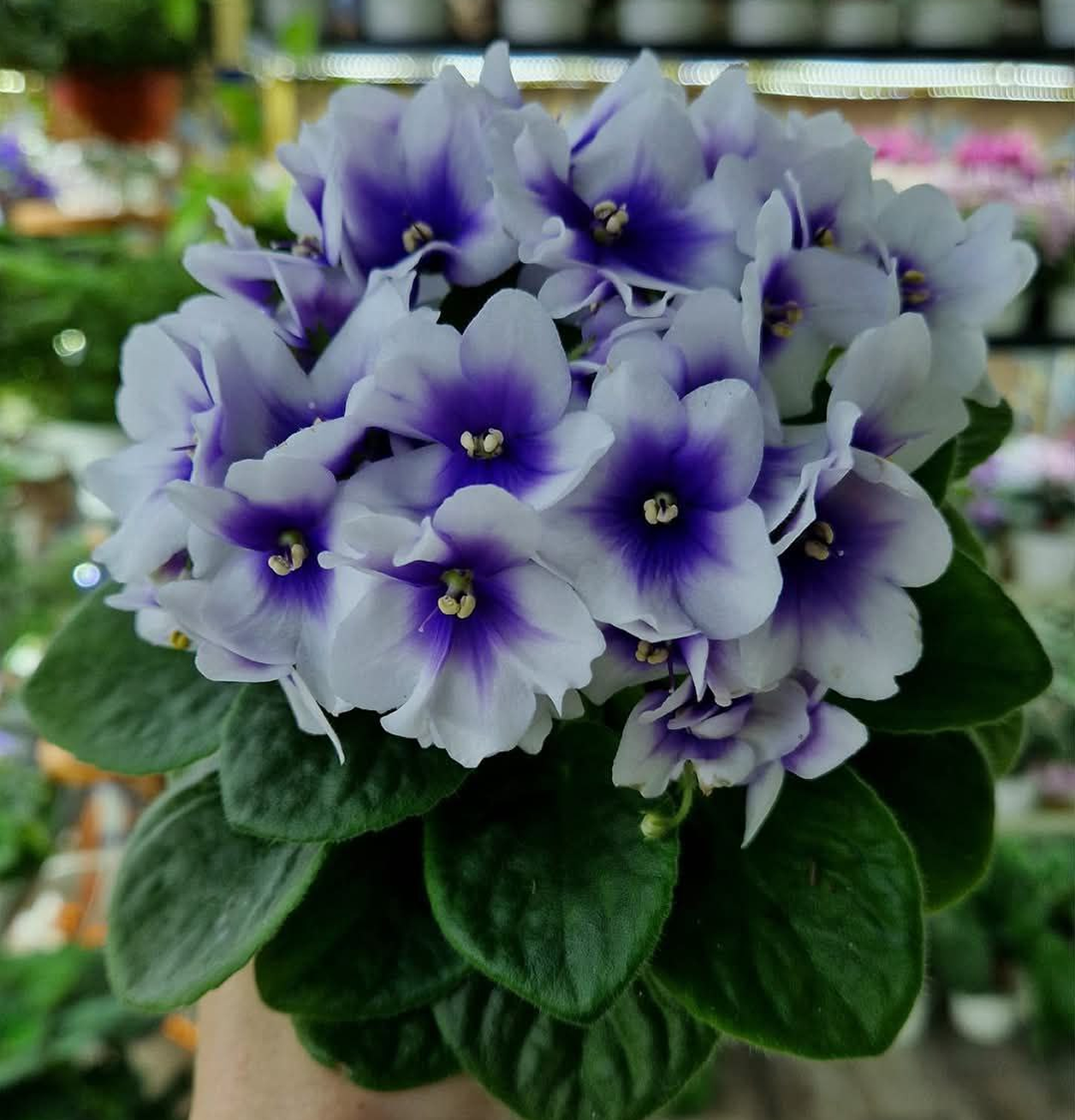category-image